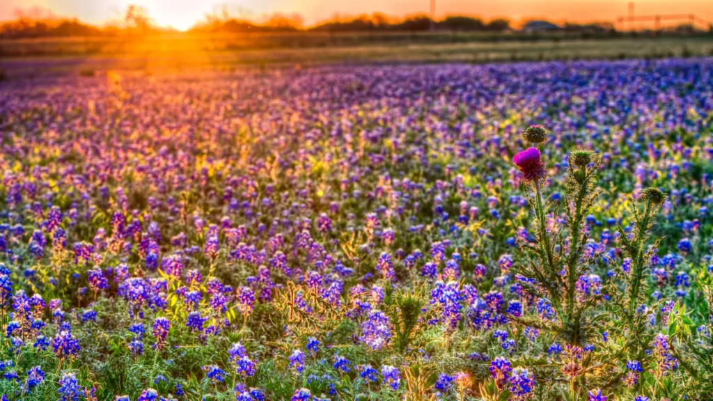 Columbus-Texas-Featured-Image