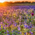 Columbus-Texas-Featured-Image