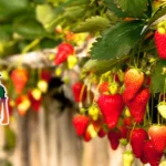 Bellevue-Berry-and-Pumpkin-Ranch_Desktop_NE