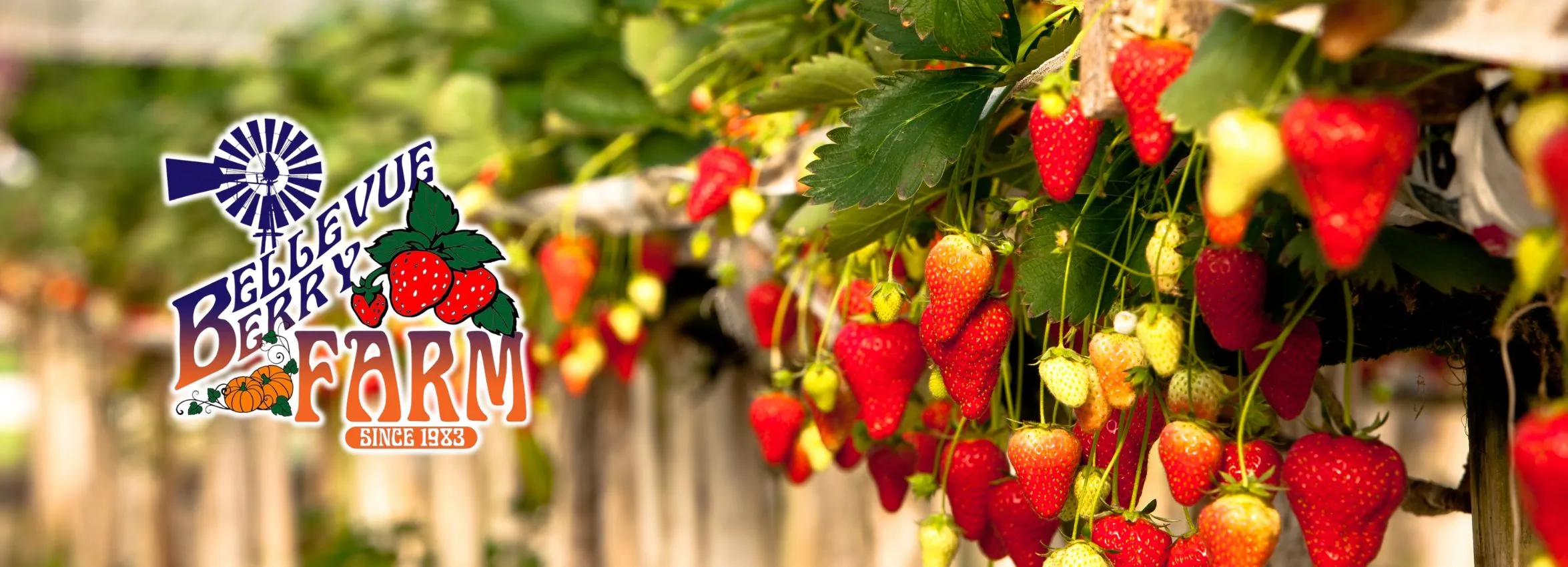 Bellevue-Berry-and-Pumpkin-Ranch_Desktop_NE