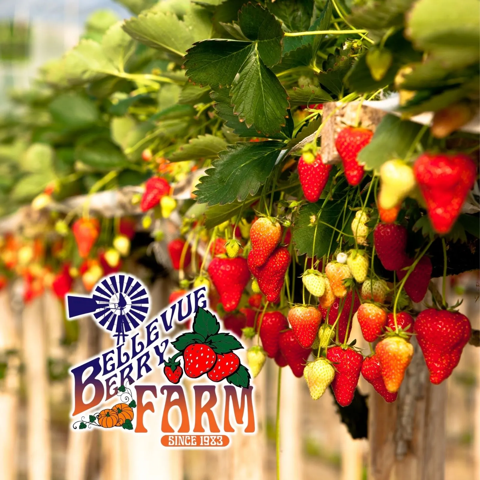 Bellevue-Berry-and-Pumpkin-Ranch_Mobile_NE