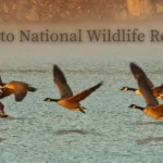 DeSoto-National-Wildlife-Refuge_Desktop_NE