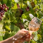 Deer-Spring-Winery_Desktop_NE