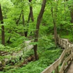 Fontenelle-Forest_Desktop_NE