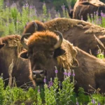 Lee-G-Simmons-Wildlife-Safari-Park_Desktop_NE