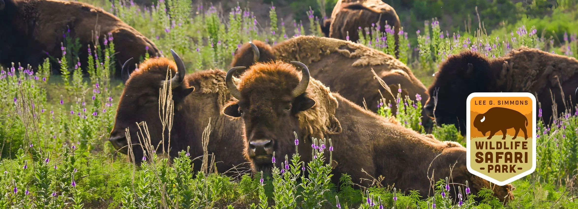 Lee-G-Simmons-Wildlife-Safari-Park_Desktop_NE