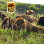 Lee-G-Simmons-Wildlife-Safari-Park_Mobile_NE