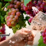Moonlight-Ridge-Vinyard_Desktop_ET