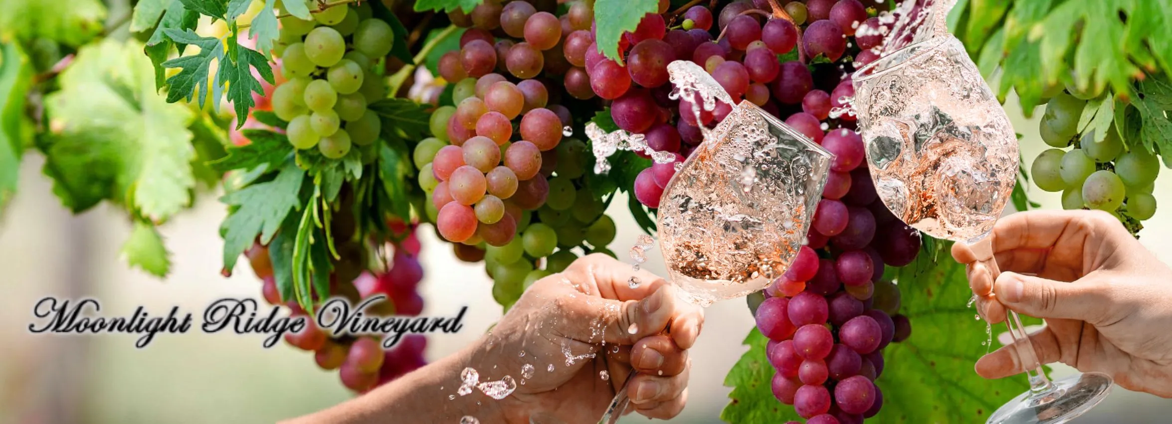 Moonlight-Ridge-Vinyard_Desktop_ET