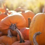 Skinny-Bones-Pumpkin-Patch_Desktop_NE