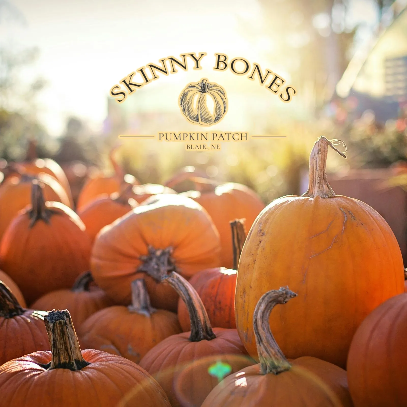 Skinny-Bones-Pumpkin-Patch_Mobile_NE