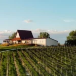 Soaring-Wings-Vineyard_Desktop_NE