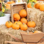 Valas-Pumpkin-Patch_Desktop_NE