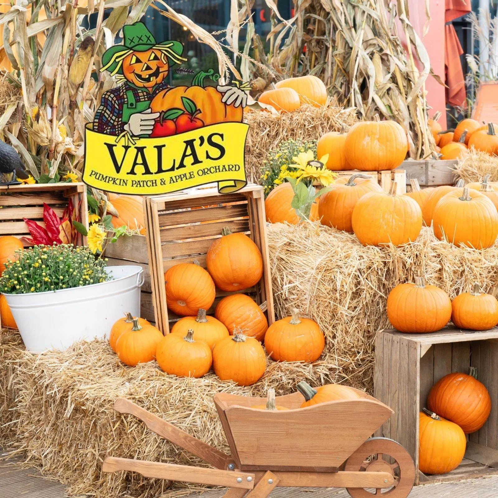 Valas-Pumpkin-Patch_Mobile_NE