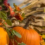 St-Patricks-Fall-Festival_Desktop_NE